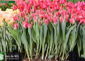 Tulipa Flash Point ® (2)